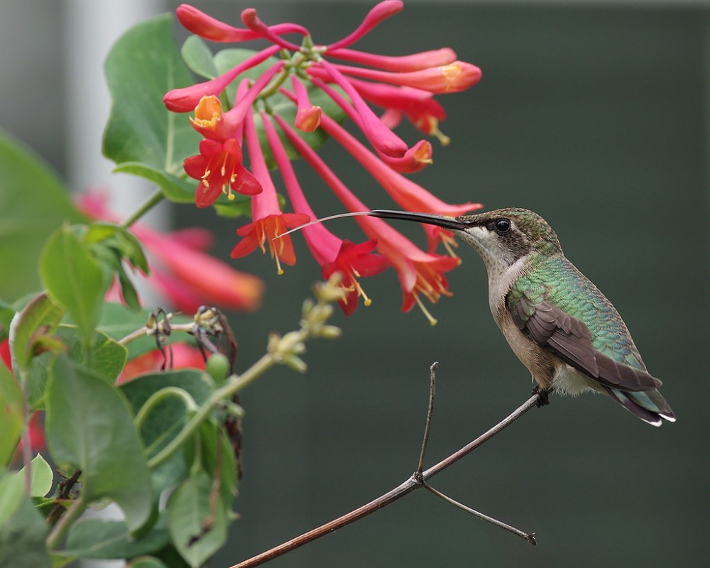 lonicera_sempervirens_3